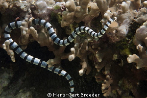 Sea Snake
 www.bunakenhans.com
Bunaken, Sulawesi, Indon... by Hans-Gert Broeder 